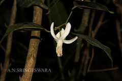 Paramignya monophylla